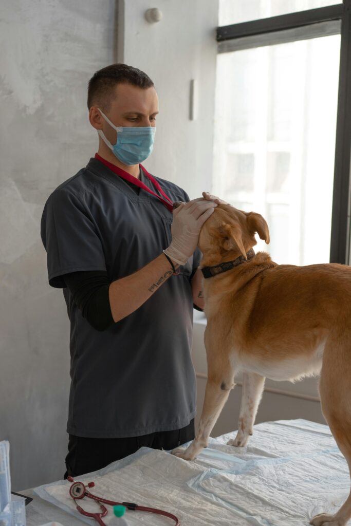 A veterinarian wearing a mask examines a dog in a clinic. Professional care setting.